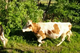 Bus siūloma skersti gaisro paveiktus gyvulius