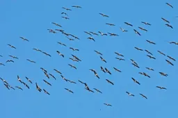 Ši vasara paukščiams – bene sėkmingiausia per visą dešimtmetį Žuvinte