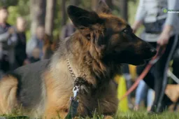 Alytiškiai susipažino ir su šunimi, mokančiu surasti mobiliuosius telefonus