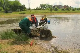 Pirmojo Alytaus Dailidėje šienaujama ir po vandeniu