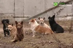 I Alytaus gyventojai seka beglobių šunelių šeimynos likimą (TV REPORTAŽAS)