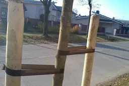Prašymai dėl nemokamų sodinukų - iki spalio 20 dienos