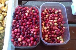 Alytaus turguje pasirodė pirmosios spanguolės