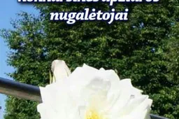 Kas Alytaus mieste aplinką tvarko gražiausiai? (SĄRAŠAS. FOTOGALERIJA)
