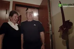 Alytiškės namuose pražydo baisiai smirdinti, bet labai graži ... lavongėlė (VIDEOREPORATAŽAS)