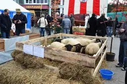 Alytiškius viliojo karšta moliūgų sriuba, rudens gėrybės ir dzūkiškos „šiuškės"