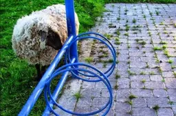 Patvirtintose gyvūnų laikymo Alytuje taisyklėse - daugiau pareigų ir atsakomybės