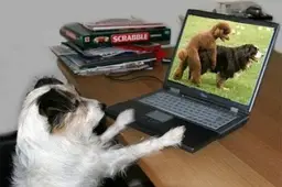 Kaip drausminti nekultūringus šunų savininkus?