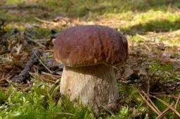Grybavimui ar uogavimui miške vilktis šviesiais drabužiais. Kodėl? Pataria specialistai
