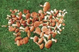 Dzūkijoje – baravykų škvalas