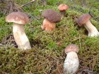 Dzūkų mergos gali likti nuogos