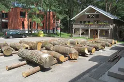 Dzūkišką medį Alytuje kalbins skulptoriai iš Japonijos, Italijos, Vengrijos, Prancūzijos ir Lietuvos