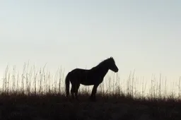 Arklys ištrauktas panaudojus gaisrines žarnas