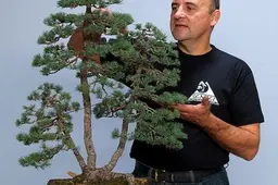 Su „Bonsai ir suiseki“ paroda į Vilnių iš Alytaus iškeliavo ir japoniško sodo projektas