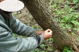 Lelionyse gyvenančiam brakonieriui už stirnieną teks susimokėti tūkstantinę baudą