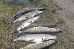Brakonieriavusiojo Svetaus ežere nepagavo, tačiau aplinkosaugininkų baudos jį pavys