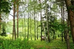 Kelyje Kalesninkai – Būda bus „žaidžiamas“ karas