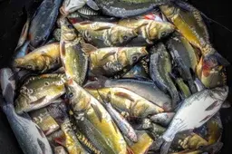 Kaip pasirinkti kokybišką žuvį - gyvą, šviežią, šaldytą ir rūkytą?