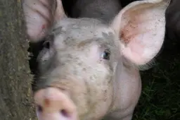 Dabar nusipirkę paršelį, iki Kalėdų lašinių neužauginsit...