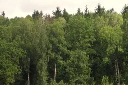 Einorų miške dirbęs Nemunaičio seniūnijos gyventojas sužalotas mirtinai