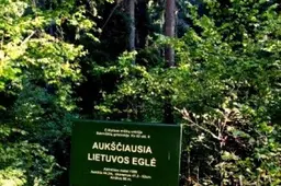 Alytaus urėdijoje sustiprinta miškų priešgaisrinė apsauga