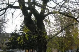 Papuošk savo eko-medį!