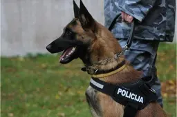 Enzo rezultatai ir darbe, ir varžybose – akivaizdūs