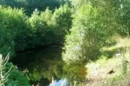 Mirtinai sužalojo virtęs medis, smurtavo prieš sugyventinės sūnų