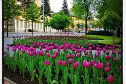 Birželį pradedama Alytaus miesto aplinkos tvarkymo konkursinė apžiūra