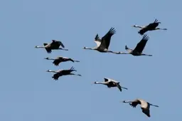 Gervių Žuvinte - arti 2 tūkstančių. Pamatykite savo akimis!