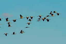 Paukščių sankaupas Žuvinto rezervate galima stebėti nuo gamtos tako arba nuo apžvalgos bokšto
