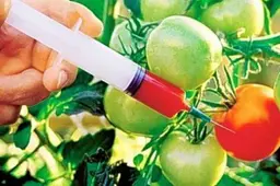Ir dar kartą apie GMO (SĄRAŠAS)