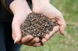 Alytaus muziejininkai pakilę nuo kompiuterių ėmėsi kastuvų ir sėjo grikius