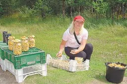 Pakelėse kyla karas dėl grybų