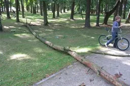 Ir medžiams nelengva... (foto, video)