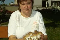 Kaunietės laimikis Lazdijų rajone – 34 vienoje vietoje augę baravykai