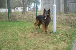 Šuo Čipsas vėl pasižymėjo ieškodamas narkotikų