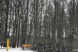 Jaunimo parke - pažeistų medžių ir menkaverčių krūmų kirtimai