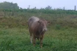 Jautis mirtinai sužalojo vyrą