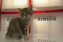 Televizijoje - kačiukas, redakcijoje – zylės ir strazdas, radijuje – jūrų kiaulytė