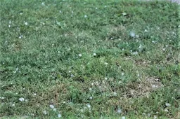 Alytuje – žirnio dydžio ledukai iš dangaus