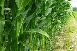 Alytaus rajono vadovai - tarp ūkininkų „skurdukų“, tačiau meilės burbuolėms atsisakyti nežada
