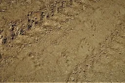 Netoli Veisiejų aptikta Lietuvoje išnykusių rudųjų lokių pėdsakų