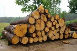 Įtariamieji medienos vagystėmis sės į teisiamųjų suolą