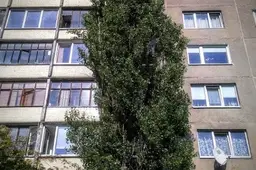 Daugiabučių namų bendrijų savininkų pirmininkų dėmesiui – nemokami sodinukai teritorijoms apželdinti