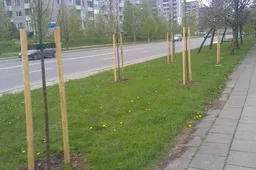 Ne visi mieste naujai pasodinti jauni medeliai yra geros būklės