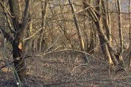 Be žinios dingęs vyras rastas šalia upelio