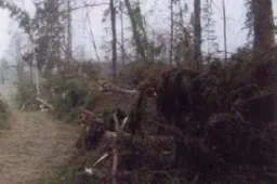 Dėl medienos reiks informuoti seniūną