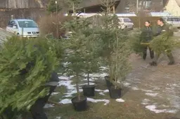 Populiarėja ekologiška Kalėdų puošyba - eglutės vazonuose ir spygliuočių šakos (Alytausgidas.lt HD TV VIDEO)