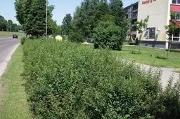 Po Naujosios gatvės rekonstrukcijos - nesaugus išvažiavimas iš daugiabučio kiemo